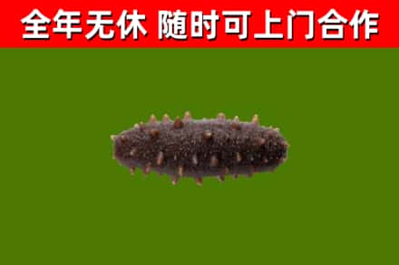 闵行区回收海参干